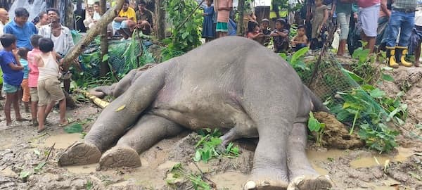 টেকনাফে বিদ্যুৎপৃষ্ট হয়ে এক হাতির মৃ'ত্যু