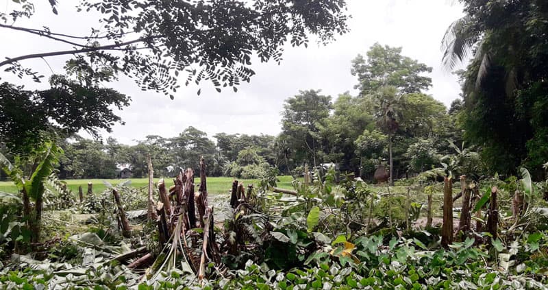 ঝালকাঠিতে গাছের সাথে এ কেমন শত্রুতা!