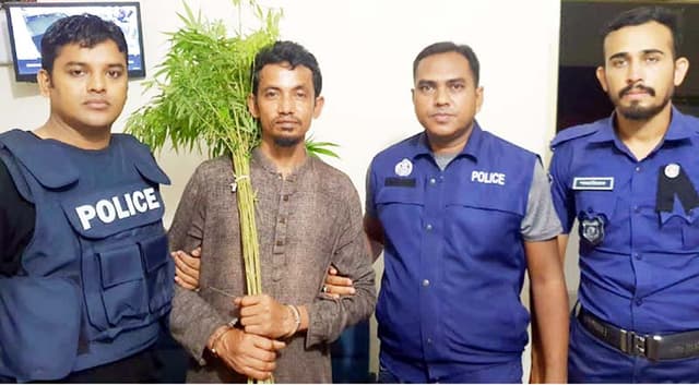 বরিশালে গাঁজা গাছসহ পুলিশের কব্জায় চাষি