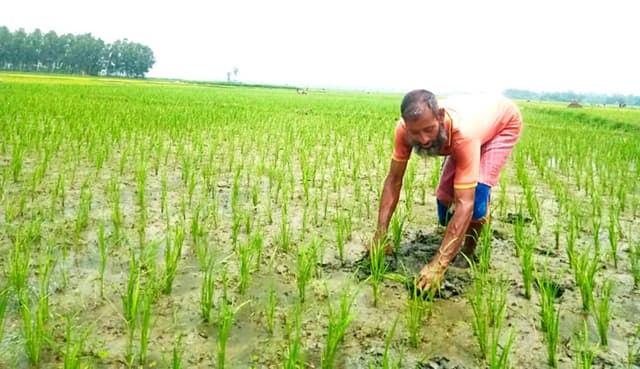 আত্রাইয়ে রোপা-আমন ক্ষেত পরিচর্যায় ব্যস্ত কৃষক