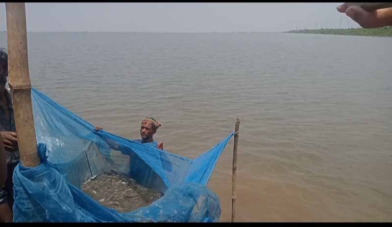 সরাইলে পোনামাছ অবমুক্ত ও বিতরণ