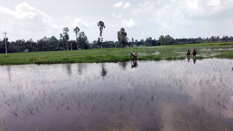 জলাবদ্ধতায় ভূরুঙ্গামারীতে ২০০ বিঘা জমিতে আমন চাষ অনিশ্চিত