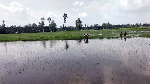 জলাবদ্ধতায় ভূরুঙ্গামারীতে ২০০ বিঘা জমিতে আমন চাষ অনিশ্চিত