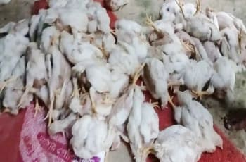 বিদ্যুৎ না থাকায়, গরমে ৮০০ মুরগির মৃত্যু