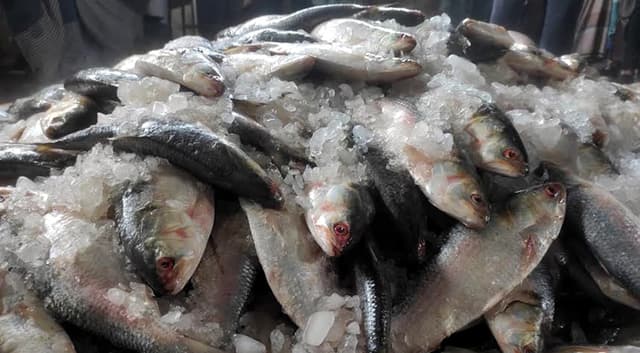 বরিশালের বাজারভর্তি সাগরের ইলিশ