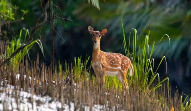 পর্যটকদের জন্য সুন্দরবন খোলার অনুমতি মেলেনি