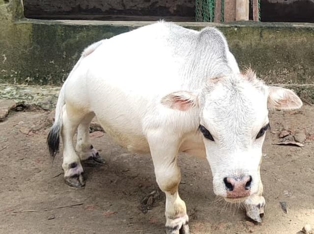 আলোচিত সেই ছোট্ট রাণী’র মৃত্যু নিয়ে ধোয়াশা, পাল্টাপাল্টি বক্তব্য