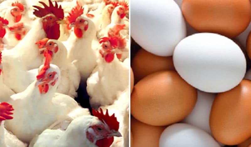 মুরগি ডিমে ভর করে ৫২০ কোটি টাকা লুট!