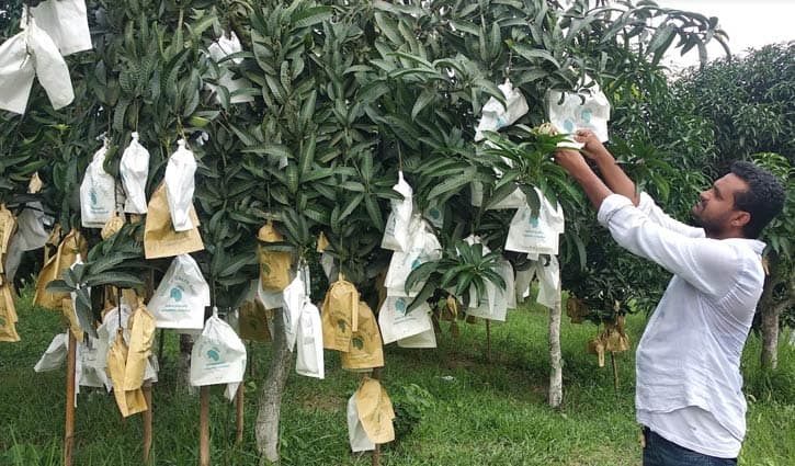 গৌরমতি আমে সফলতার স্বপ্ন দেখছেন সখীপুরের শাহীন
