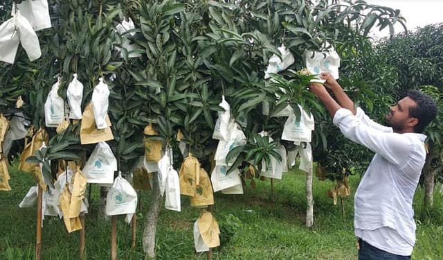 গৌরমতি আমে সফলতার স্বপ্ন দেখছেন সখীপুরের শাহীন