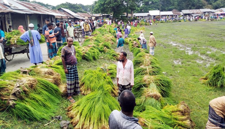 কালকিনিতে আমন চাষে আগ্রহ বেড়েছে কৃষকের