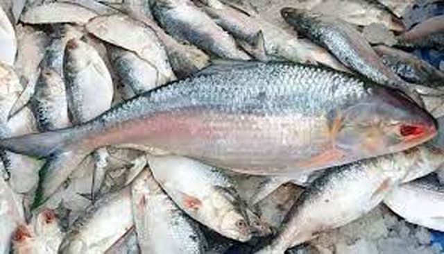 সাগরের ইলিশে সরগরম বাজার, নদীতে নেই