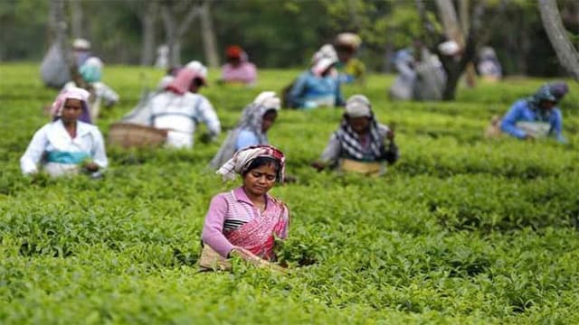 মজুরী বৃদ্ধিতে সন্তষ্ট নন চা শ্রমিকরা, প্রধানমন্ত্রীর সম্মানে ফিরছেন কাজে