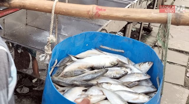 সরগরম হয়ে উঠেছে ভোলার ইলিশের আড়ত, মেঘনা-তেঁতুলিয়ায় ইলিশ সংকট