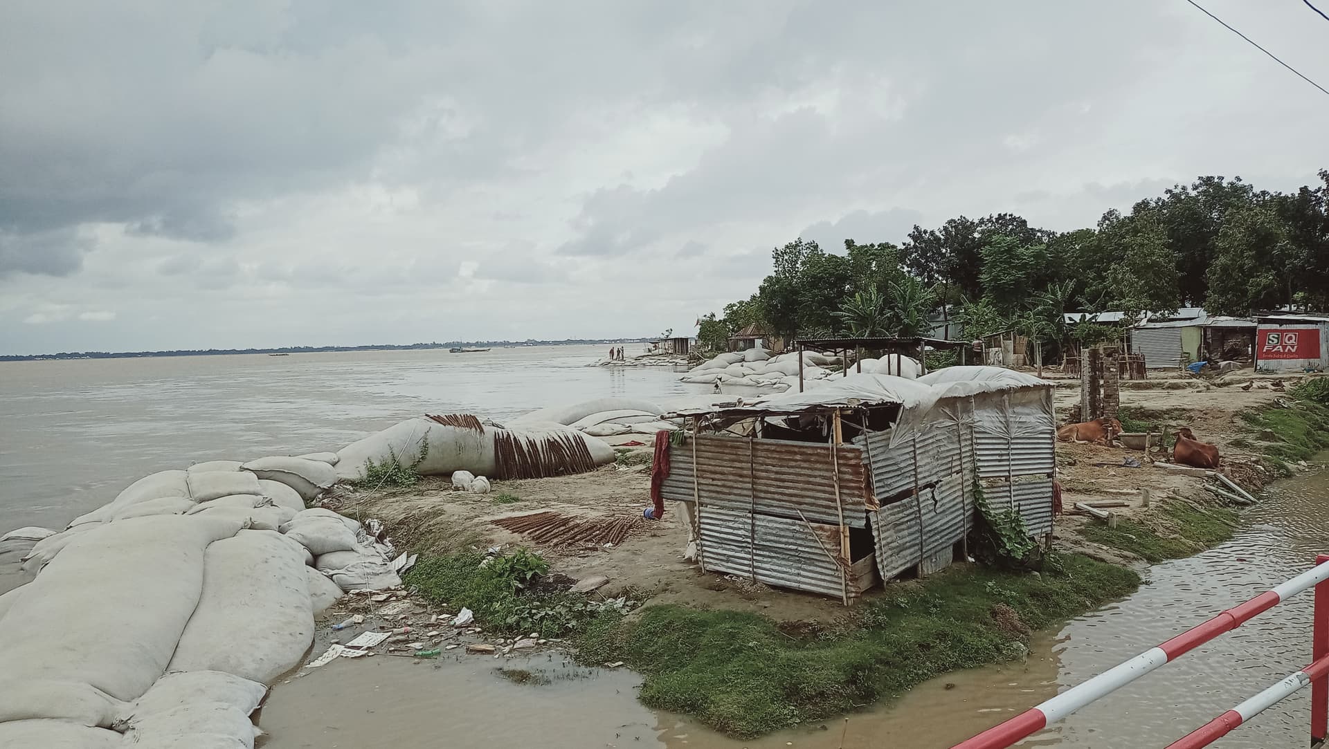 গোয়ালন্দে পদ্মার পানি বিপদ সীমার উপরে :পানিবন্দি ২ হাজার পরিবার