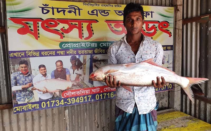 পদ্মায় মিলল বিলুপ্তপ্রায় ঢাই মাছ, ১৫ হাজারে বিক্রি