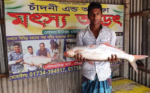 পদ্মায় মিলল বিলুপ্তপ্রায় ঢাই মাছ, ১৫ হাজারে বিক্রি