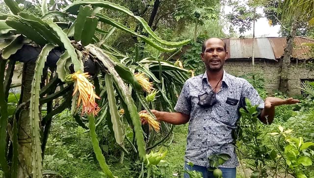 আত্রাইয়ে শখের বসে ড্রাগন চাষেই ভাগ্য খুলেছে মান্নানের