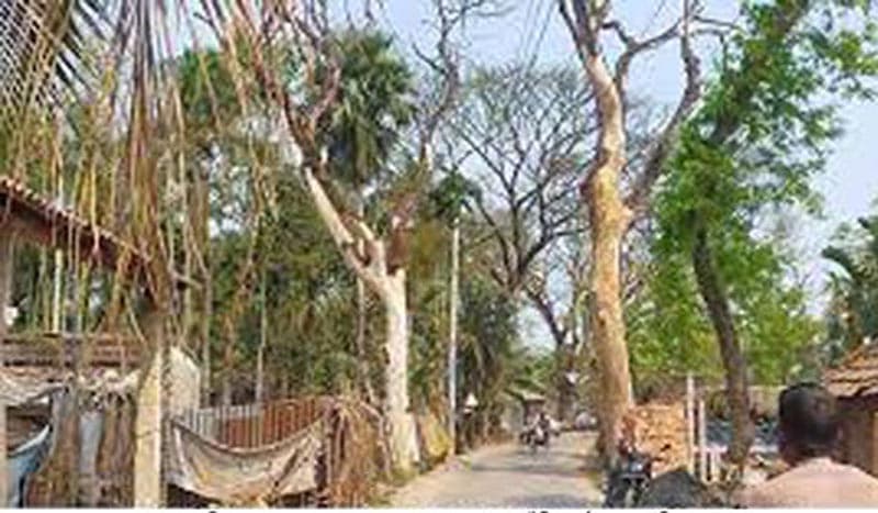 আশাশুনির সড়কে মৃত গাছের সারি, আতঙ্কে পথচারীরা