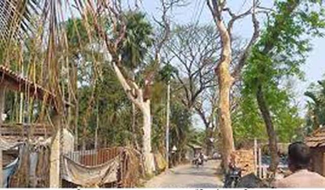 আশাশুনির সড়কে মৃত গাছের সারি, আতঙ্কে পথচারীরা