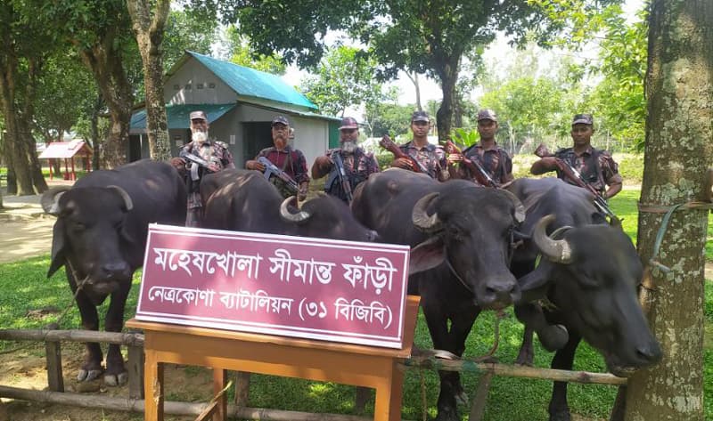 নেত্রকোণায় বিজিবি’র অভিযান ১০ লক্ষ টাকা মূল্যের ভারতীয় মহিষ জব্দ