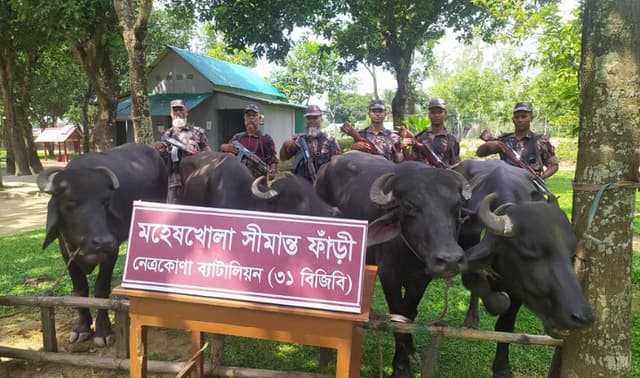 নেত্রকোণায় বিজিবি’র অভিযান ১০ লক্ষ টাকা মূল্যের ভারতীয় মহিষ জব্দ