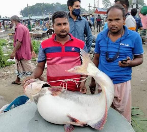 পদ্মায় এবার জেলের জালে ২২ কেজির পাঙ্গাস