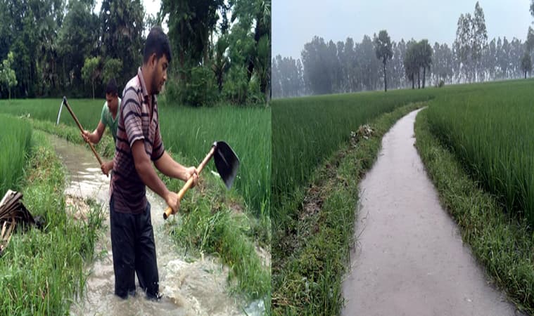 ধামইরহাটে ধানক্ষেতে জলাবদ্ধতা নিরসনে তরুনদের উদ্যোগ