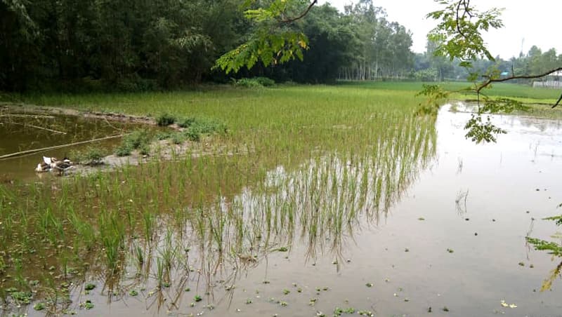 আদালতের নির্দেশ অমান্য করে জমি দখলের অভিযোগ