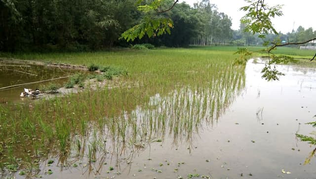 আদালতের নির্দেশ অমান্য করে জমি দখলের অভিযোগ