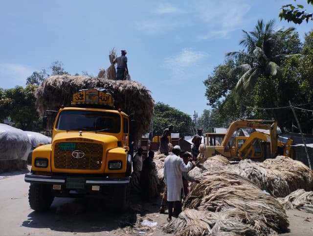 পাটের দাম কম থাকায় হতাশ ভূঞাপুরের পাট চাষিরা