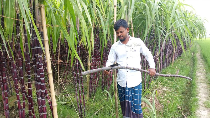 ফিলিপাইনের আখ চাষে সফল জয়পুরহাটের মহসীন