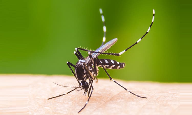 ডেঙ্গুর নতুন ধরন শনাক্ত, ঢাকায় সংক্রমণ বেশি