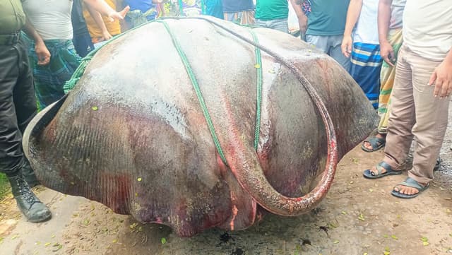 জেলের জালে ধরা ১০ মণ ওজনের শাপলা পাতা মাছ : বিক্রি ৮০ হাজারে