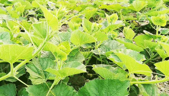 লাউ শাক খাওয়ার উপকারিতা কি?