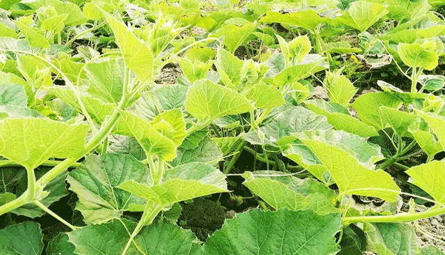 লাউ শাক খাওয়ার উপকারিতা কি?