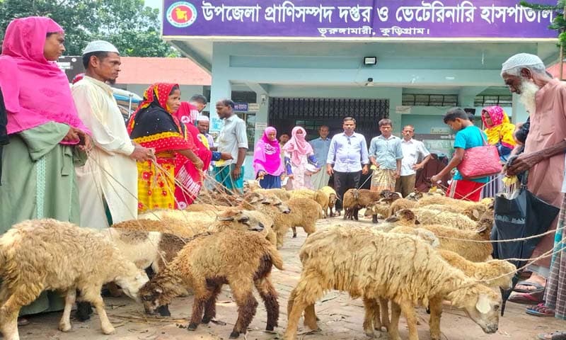 ভূরুঙ্গামারীতে প্রাণিসম্পদ দপ্তরের ভেড়া বিতরণ