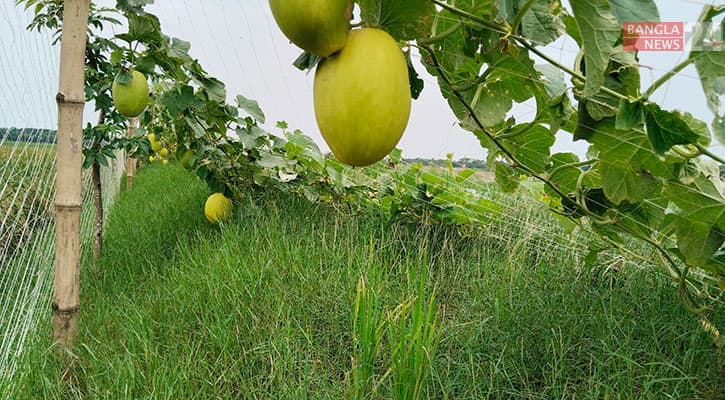 সাম্মাম চাষে চমক দেখালেন শিক্ষক তরিকুল !