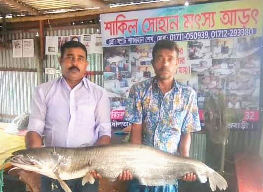 পদ্মায় জেলের জালে ১৬ কেজির বোয়াল
