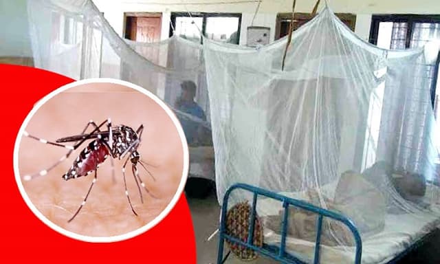 ২৪ ঘণ্টায় ডেঙ্গু আক্রান্ত হয়ে আরও ২৩৩ জন হাসপাতালে