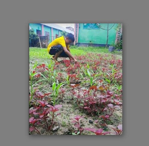 হিলিতে কিন্ডারগার্টেন স্কুল ক্যাম্পাসে সবজি চাষ