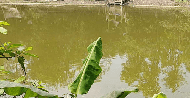 ডোবার পানিতে ডুবে ২ ভাইয়ের মৃত্যু