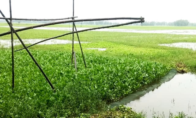 আত্রাইয়ে ভয়ঙ্কর চায়না জালের ফাঁদে দেশিয় প্রজাতির মাছ