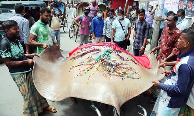 বরিশালে মাইকিং করে ১৩ মন ওজনের শাপলাপাতা মাছ বিক্রি