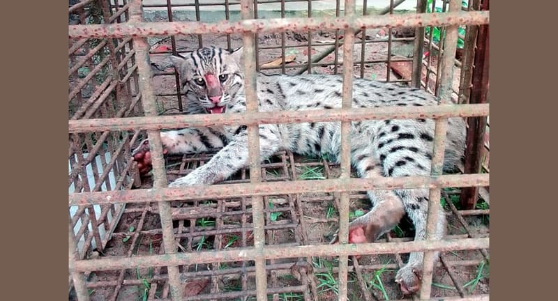 মুরগীর লোভে ফাঁদে পড়ল মেছোবাঘ