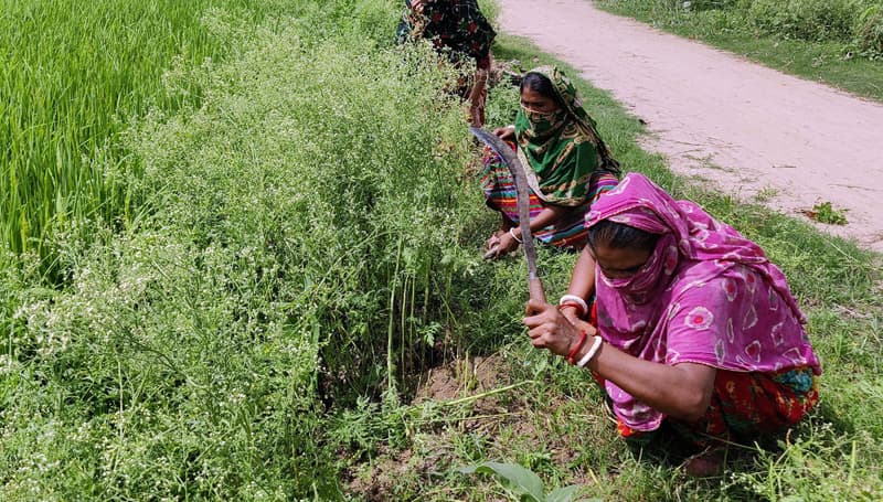 প্রাণঘাতী পার্থেনিয়ামের ভয়ংকর বিস্তার, ঘুমিয়ে কৃষি বিভাগ