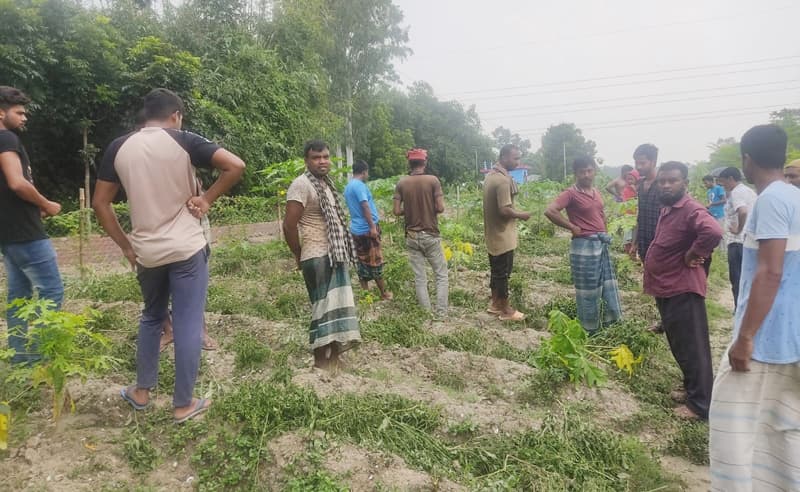 লাউ ও মরিচ গাছের সঙ্গে এ কেমন শত্রুতা!