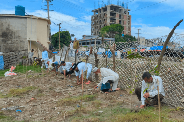কুয়াকাটায় ১৬ হাজার তালের বীচ রোপণ