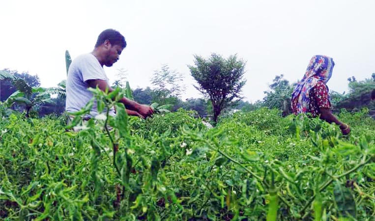নওগাঁয় কমেছে কাঁচা মরিচের ঝাঁজ