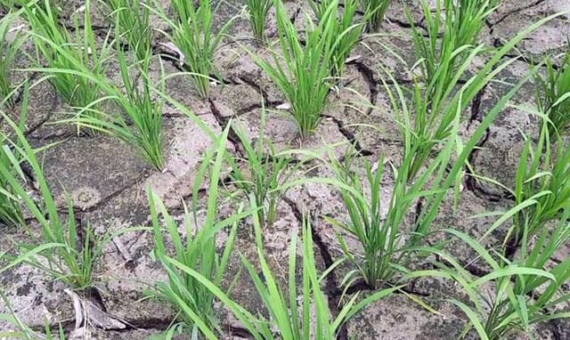 খরায় পুড়ছে মাঠের ধান ক্ষেত, উৎপাদন ব্যাহত হওয়ার আশংকা